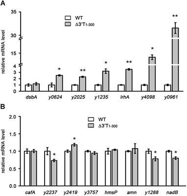 AU-Rich Long 3′ Untranslated Region Regulates Gene Expression in Bacteria